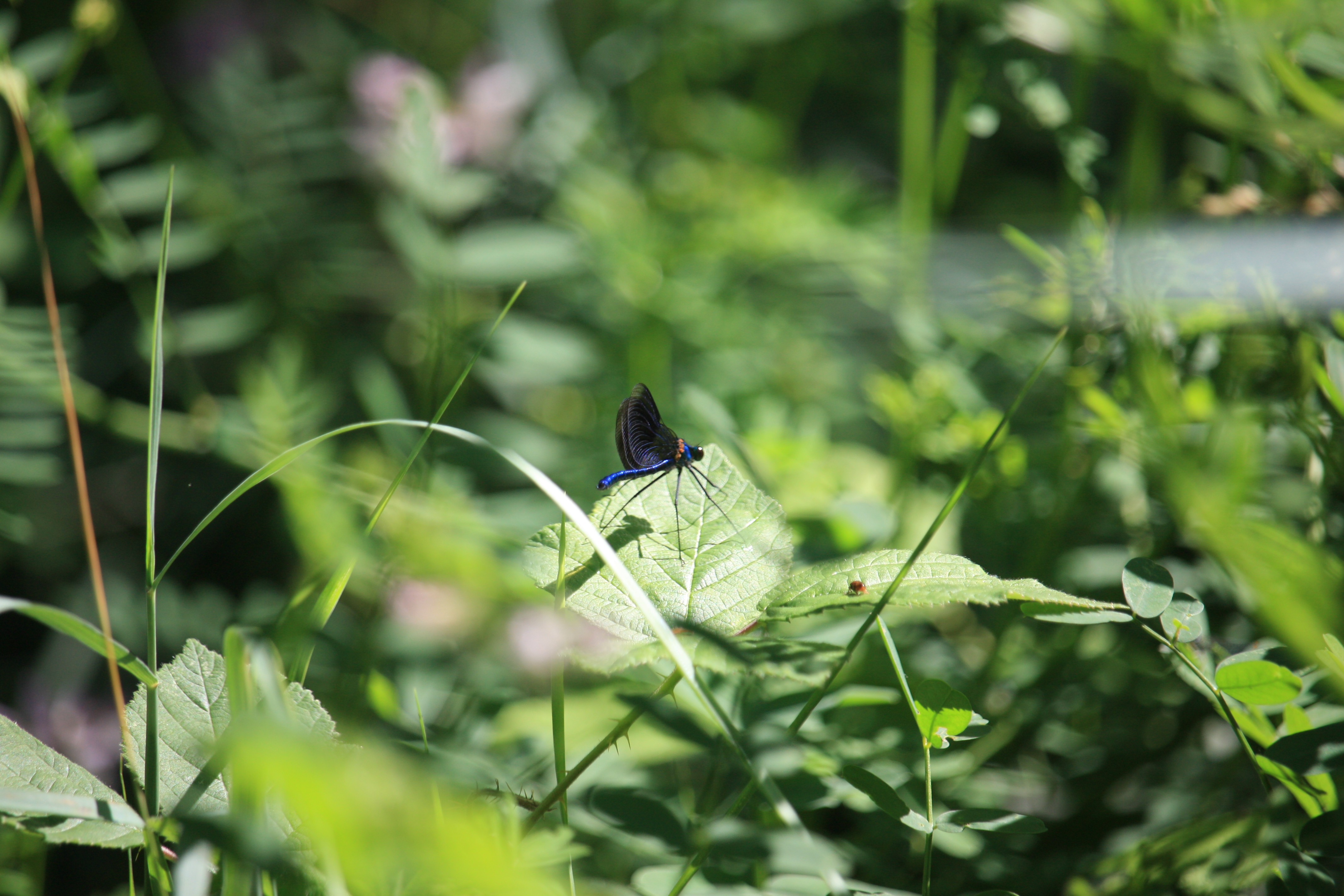 Le hérisson, un formidable indice de la dégradation de la biodiversité